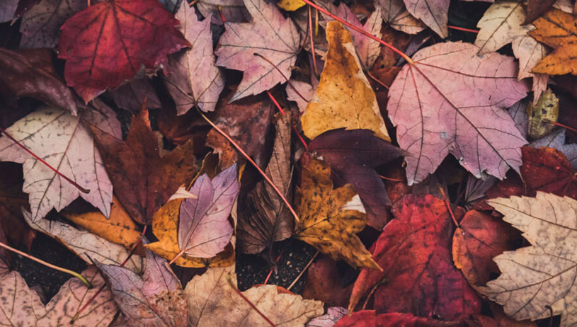 Hojas de otoño transformándose en abono natural en un jardín sostenible