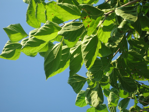 Una morera injertada, uno de los mejores árboles que dan sombra para tu jardín.