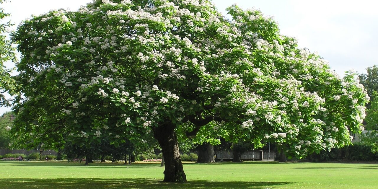 Existen diversos Orboles perfectos para dar sombra a tu jardin.