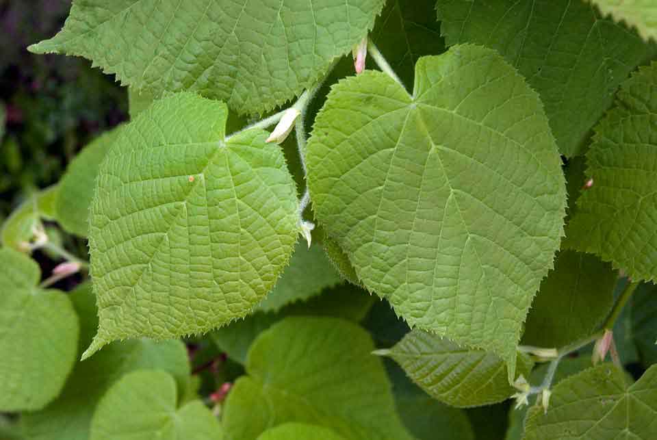 El tilo es uno de los mejores árboles que dan sombra a tu jardín.